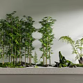 Tall Lush Bamboo Plants With Greenery Stones And White Wall In Decorative Scene