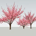 Three Flowering Arbor Trees With Pink Blossoms Against Gray Background