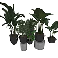 Bonsai Potted Plants In White Pots Various Sizes Large Leaf Green Foliage On Cylindrical Stands