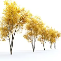 Golden Autumn Arbor With Lush Yellow Leaves And Tall Trunk Structure