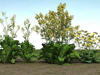 Lush Green Leafy Plants And Vibrant Yellow Flowers In Garden Landscape 3d model