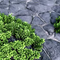 moss cucurbit moss su model vray 3d model