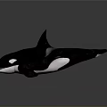Black And White Killer Whale With Dorsal Fin Open Mouth Showing Teeth