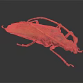 Brown And Orange Beetle With Long Antennae On Dark Background 3d model