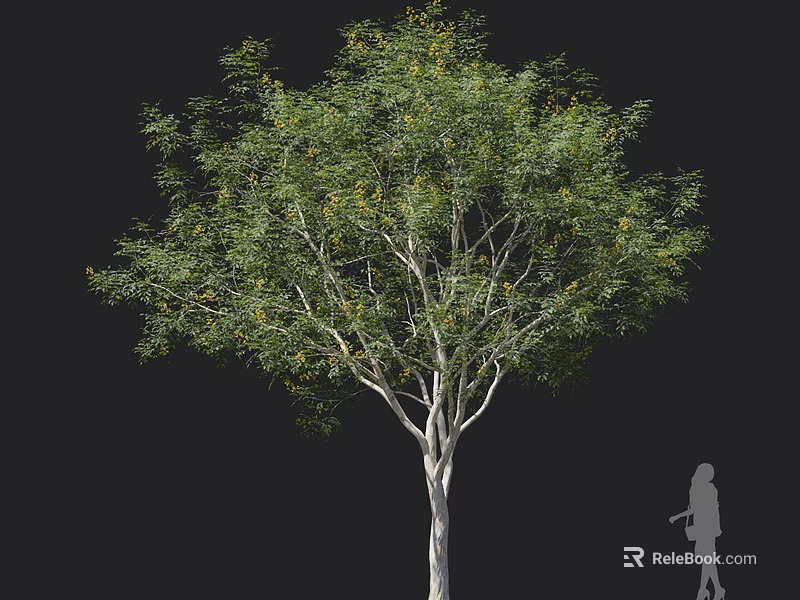 Tall Arbor With White Trunk Lush Green Foliage And Yellow Blossoms Beside Human Silhouette 3d model 