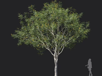 Tall Arbor With White Trunk Lush Green Foliage And Yellow Blossoms Beside Human Silhouette 3d model