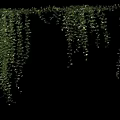 Lush Green Hanging Vines With Cascading Branches Fresh Leaves And Natural Decor