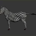 Zebra with Black and White Stripes and Red Hooves Standing on Dark Background with Reflection