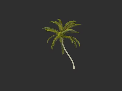 Tall Tropical Palm Tree With Green Fronds And White Trunk In Isolated Dark Background 3d model