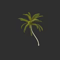 Tall Tropical Palm Tree With Green Fronds And White Trunk In Isolated Dark Background