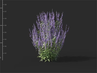 Purple Flowering Plant With Green Leaves And Lush Foliage In Garden 3d model