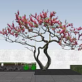 Beautiful Tree With Curved Trunk And Blooming Pink Flowers Against Blue Sky
