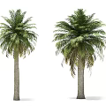 Tall Palm Trees With Lush Green Fronds And Sturdy Gray Trunks In View