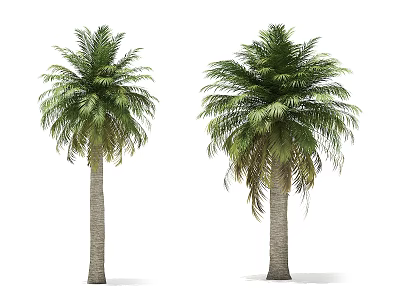 Tall Palm Trees With Lush Green Fronds And Sturdy Gray Trunks In View 3d model