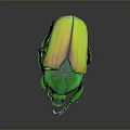 Shiny Green And Yellow Beetle With Glossy Body On Dark Background