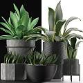 Lush Green Leafy Potted Plants With Decorative Ceramic Pots And Various Foliage Designs