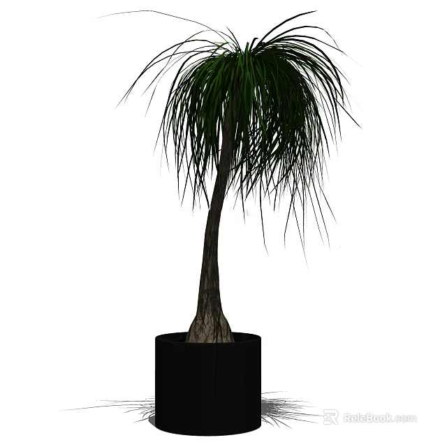Decorative Bonsai Tree With Slender Trunk And Drooping Leaves In Black Pot 3d model 