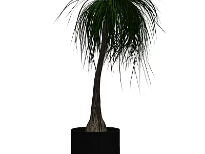 Decorative Bonsai Tree With Slender Trunk And Drooping Leaves In Black Pot 3d model