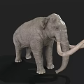 Realistic Standing Mammoth Model With Long Curved Tusks And Gray Skin