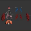 Human Internal Organs Anatomical 3D Model Illustration With Lung Heart And Vascular Structures