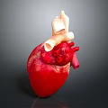 Detailed 3D Anatomical Model of Human Chest Organ Heart with Blood Vessels Structure