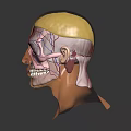 Human Head Anatomy Model Showing Skull Muscles And Blood Vessels For Medical Study