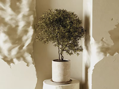 Lush Bonsai Plant in Concrete Pot on White Stand with Neutral Wall and Soft Shadows 3d model