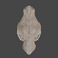 Natural Animal Skull With Detailed Bone Structure And Isolated Dark Background