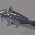 Gray Catfish 3D Model With Whiskers Isolated On Gray Background