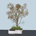 Elegant Plant Combination With Deciduous Tree And Green Grasses In Stone Planter