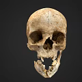 Realistic Human Skull Design For Game Movie Character With Detailed Bone Structure