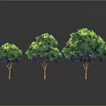 Three Lush Green Trees Standing Together With Dense Foliage And Brown Trunks