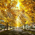 Scenic Autumn Road With Golden Trees And Sunlight Streaming Through Leaves