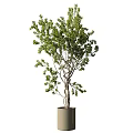 Bonsai Trees With Twisted Trunks And Green Leaves In Beige Pots