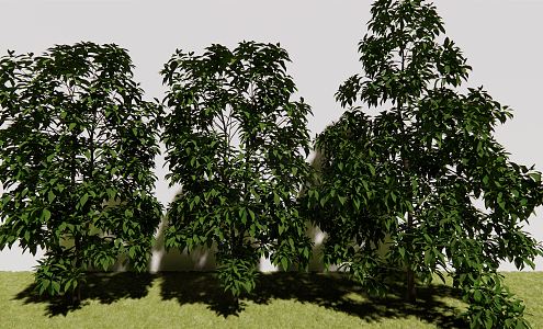 The Modern Tree 3d model