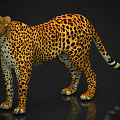 Yellow And Black Spotted Reptile Standing On Shiny Reflective Surface With Long Tail