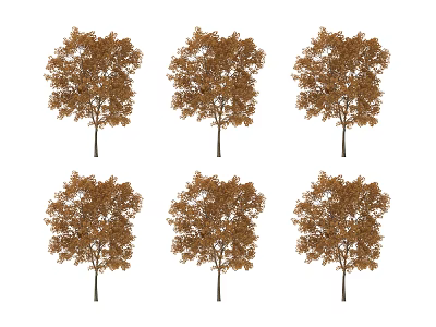 Six Arbor Trees with Brown Leaves Arranged in Rows Against White Background 3d model