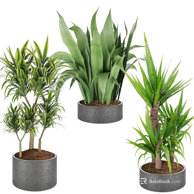 Bonsai Potted Plants With Varied Leaf Shapes Tall Stems And Modern Gray Pots 3d model 