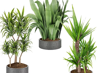 Bonsai Potted Plants With Varied Leaf Shapes Tall Stems And Modern Gray Pots 3d model