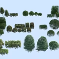 Different Shapes And Sizes Of Decorative Shrubs For Garden Landscape Design