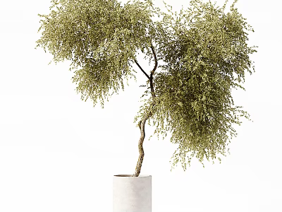 Potted Bonsai Plant With Curved Trunk And Lush Foliage In White Pot 3d model