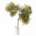 Potted Bonsai Plant With Curved Trunk And Lush Foliage In White Pot