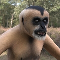 Modern northern white-cheeked gibbon animal creatures 3d model