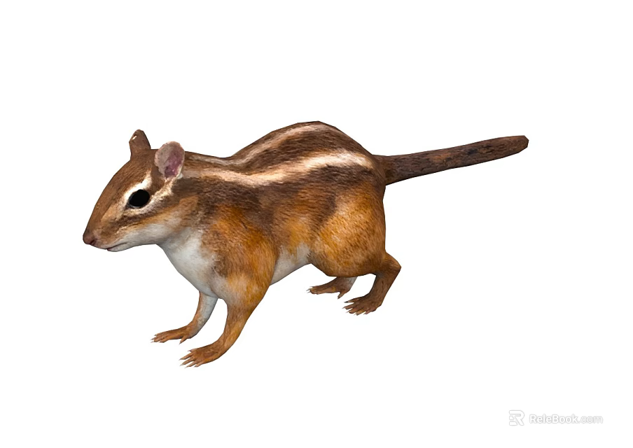 Cute Brown Chipmunk With White Stripes Long Tail And Standing Posture On White Background 3d model 