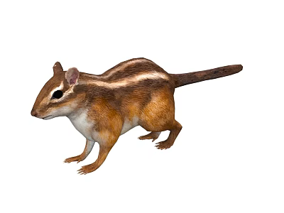 Cute Brown Chipmunk With White Stripes Long Tail And Standing Posture On White Background 3d model