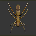 Yellow and Brown Spider With Eight Long Legs On Dark Background
