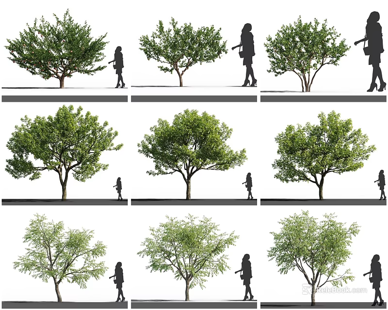 Various Arbor Growth Forms With Human Silhouettes In Landscape Design 3d model