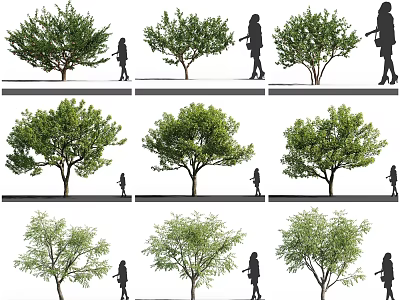 Various Arbor Growth Forms With Human Silhouettes In Landscape Design 3d model