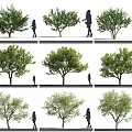 Various Arbor Growth Forms With Human Silhouettes In Landscape Design 3d model
