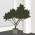 Modern Indoor Bonsai Tree In Concrete Pot With Lush Green Leaves By Window
